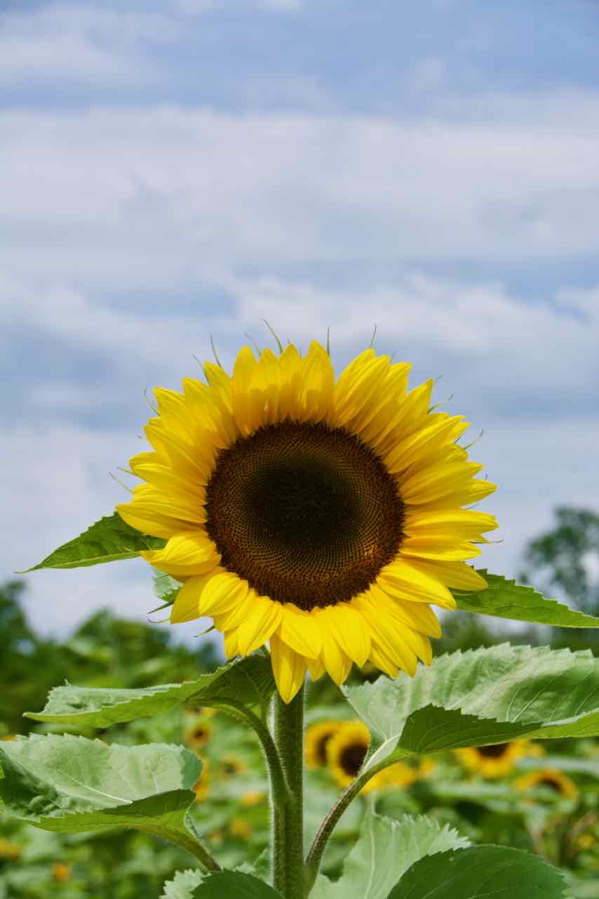 Sunflower Farm